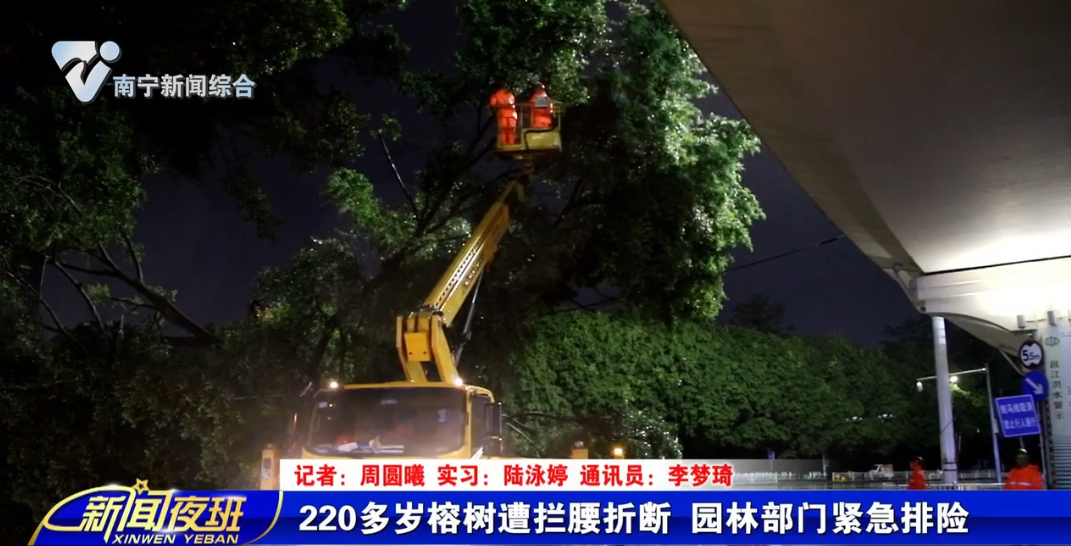 220多岁榕树遭拦腰折断 园林部门紧急排险