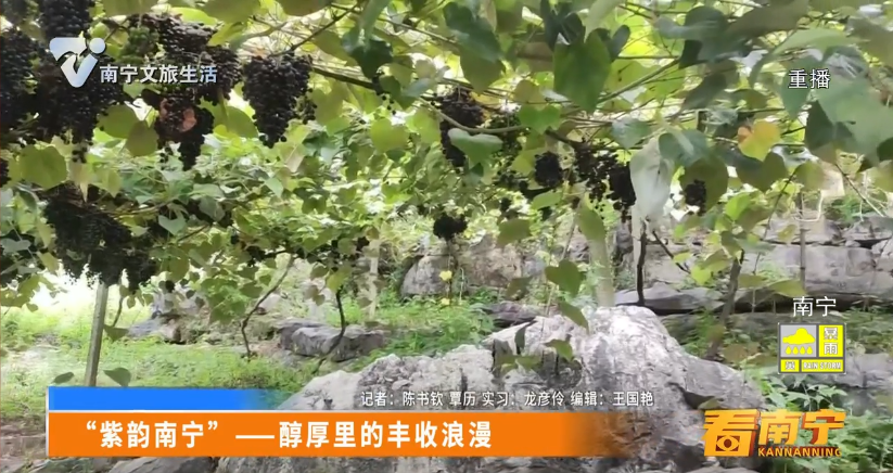 “紫韵南宁”——醇厚里的丰收浪漫