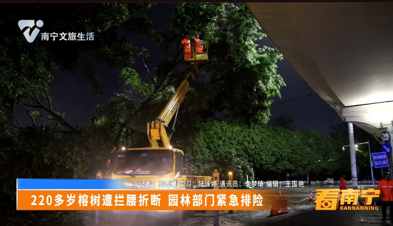 220多岁榕树遭拦腰折断 园林部门紧急排险
