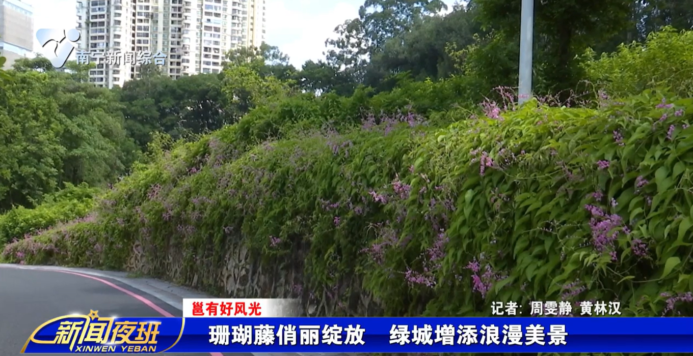 【邕有好风光】珊瑚藤俏丽绽放  绿城增添浪漫美景