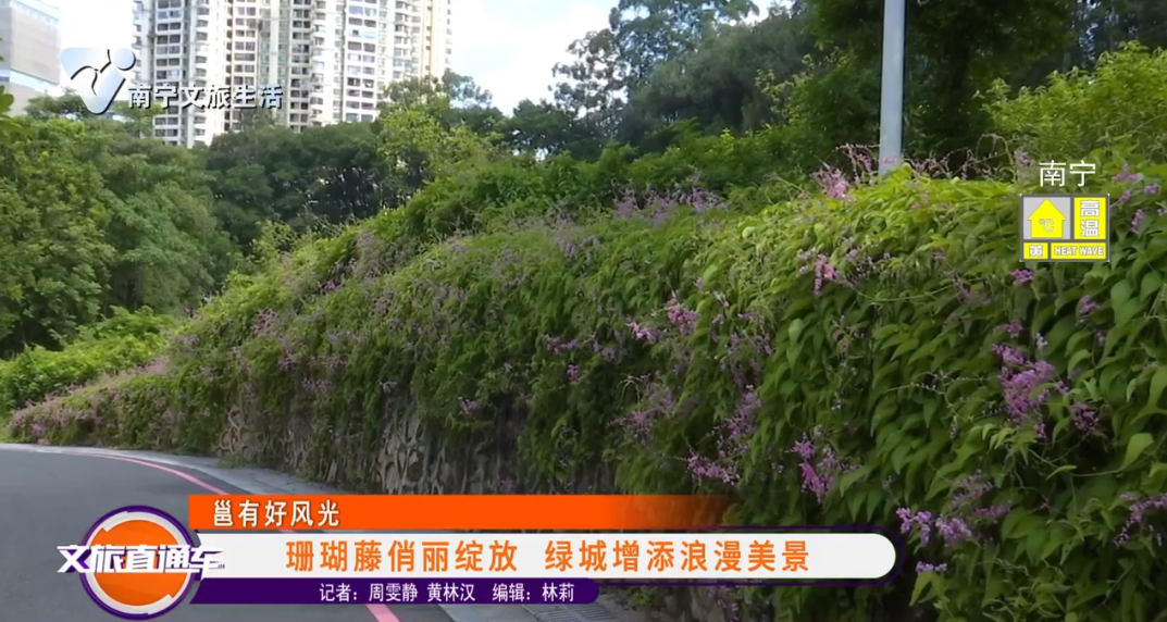 【邕有好风光】珊瑚藤俏丽绽放 绿城增添浪漫美景