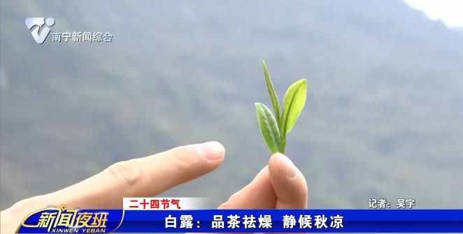【二十四节气】白露：品茶祛燥 静候秋凉 