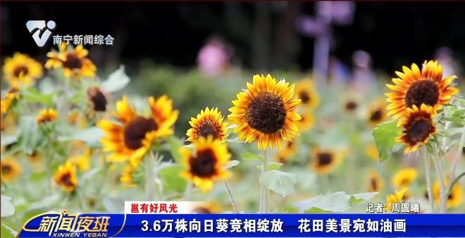 【邕有好风光】：3.6万株向日葵竞相绽放  花田美景宛如油画 