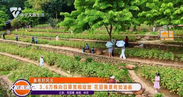 【邕有好风光】3.6万株向日葵竞相绽放 花田美景宛如油画
