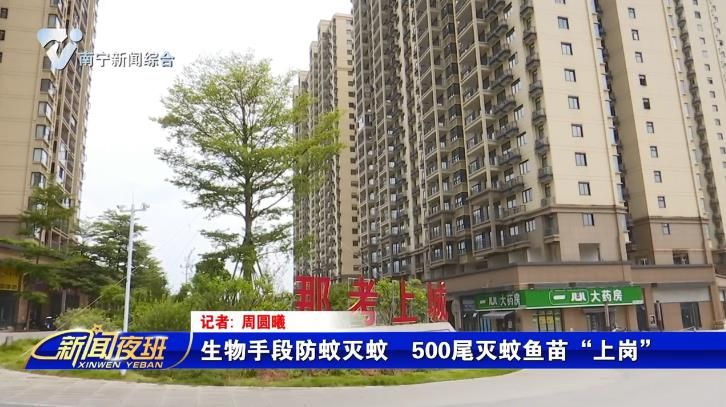 生物手段防蚊灭蚊  500尾灭蚊鱼苗“上岗”