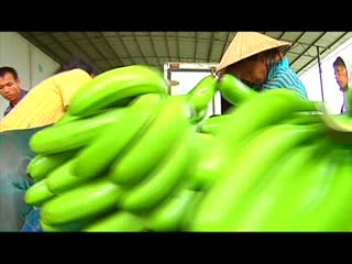 在希望的香蕉地上