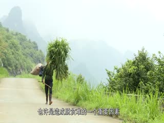 高峰种药人